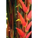 5 tropical seeds Heliconia Harlingii Lipstick Heliconia   #IEB42