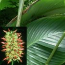 4 Tropical   Seeds Calathea Pachystachya    #IEB42
