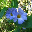 5 tropical seeds Thunbergia natalensis  Forest Natal Blue Bell     #IEB42