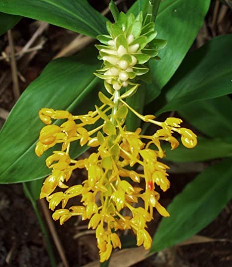 5 tropical seeds Globba Schomburgkii  Dancing Girl Ginger     #IEB42