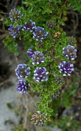 5 Tropical seeds Otholobium Bracteolatum      #IEB42