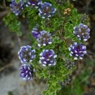 5 Tropical seeds Otholobium Bracteolatum      #IEB42