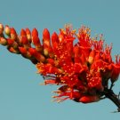 10 tropical seeds Fouqueria Splendens - Ocotillo Candlewood      #IEB42
