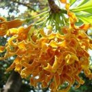 5 Tropical Plant Shrub Seeds Strophanthus Boivinii   Corkscrew       #IEB42