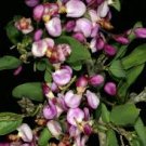 5 tropical seeds Securidaca longipedunculata      #IEB42