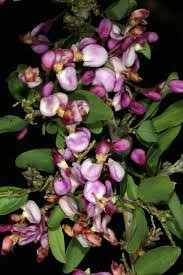 5 tropical seeds Securidaca longipedunculata      #IEB42