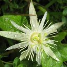 10 Rare Tropical Plant Seeds Passiflora Capsularis   Capsule Fruited     #IEB42