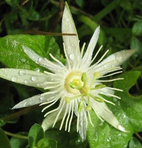 10 Rare Tropical Plant Seeds Passiflora Capsularis   Capsule Fruited     #IEB42