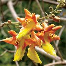 10 tropical seeds Gmelina Arborea - Snapdragon  Gamhar Tree   #IEB42
