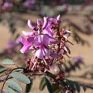 10 Tropical Plant Shrub Seeds Indigofera Pappei        #IEB42
