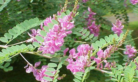 10 Rare Tropical Plant Shrub Seeds Indigofera Superba     #IEB42