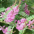 10 Rare Tropical Plant Shrub Seeds Indigofera Superba     #IEB42