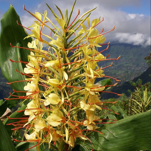 5 Tropical Plant Seeds Hedychium Gardnerianum Kahili Ginger Lily IEB42