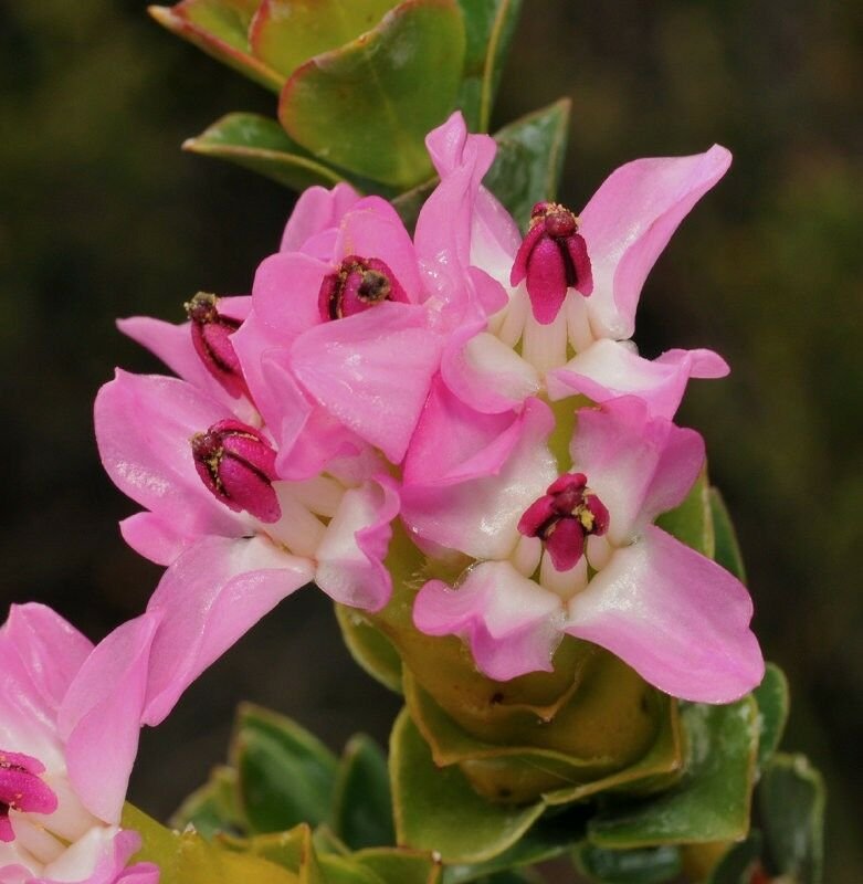 5 Tropical Plant Shrub Seeds Saltera sarococolla  Cape Fellwort     #IEB42