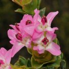 5 Tropical Plant Shrub Seeds Saltera sarococolla  Cape Fellwort     #IEB42