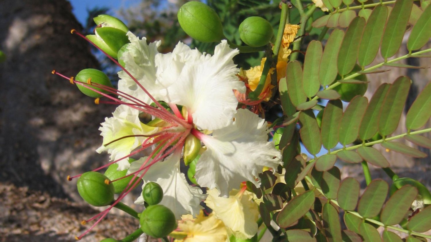 5 Tropical Bonsai Tree Seeds Delonix    Decaryi's Poinciana     #IEB42