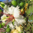 5 Tropical Bonsai Tree Seeds Delonix    Decaryi's Poinciana     #IEB42