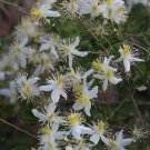 5 Tropical Plant Seeds Clematis Brachiata  Traveler's Joy    #IEB42