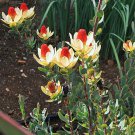 5 Rare Tropical Plant Shrub Seeds Leucodendron Discolor   Pom Pom       #IEB42