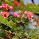 10 Rare Tropical Plant Tree Seeds Cassia Marginata  Red Shower       #IEB42