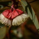 10 Rare Tropical Plant Tree Seeds Eucalyptus Pachyphylla   Red Budded Mallee       #IEB42