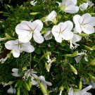 5 Tropical Plant Bonsai Tree Seed Bauhinia Natalensis   Natal Dainty         #IEB42