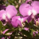 10 Rare Tropical Plant Tree Seeds Podalyria Calyptrata   Water Blossom   #IEB42
