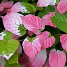 10 Rare Plant Seeds Actinidia Kolomikta  Variegated Arctic Kiwi  #IEB42