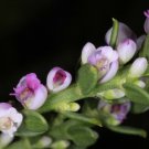5 Tropical Shrub Seeds Nylandtia Spinosa  Tortoise    #IEB42