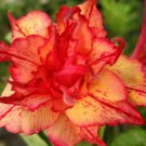 5 Seeds  Adenium Obesum Desert Rose - CX Kumantong   #IEB42