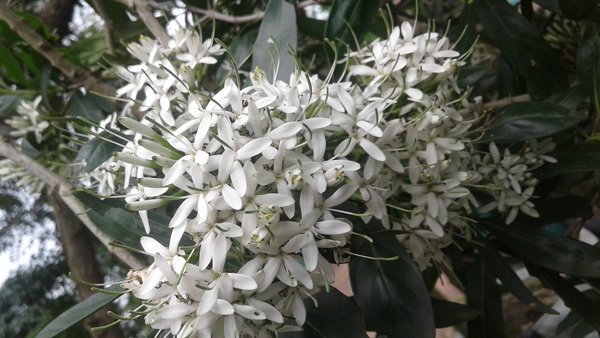 10 Tropical Shrub Seeds Pavetta Lanceolata   Bride Bridal Bush    #IEB42