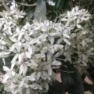 10 Tropical Shrub Seeds Pavetta Lanceolata   Bride Bridal Bush    #IEB42