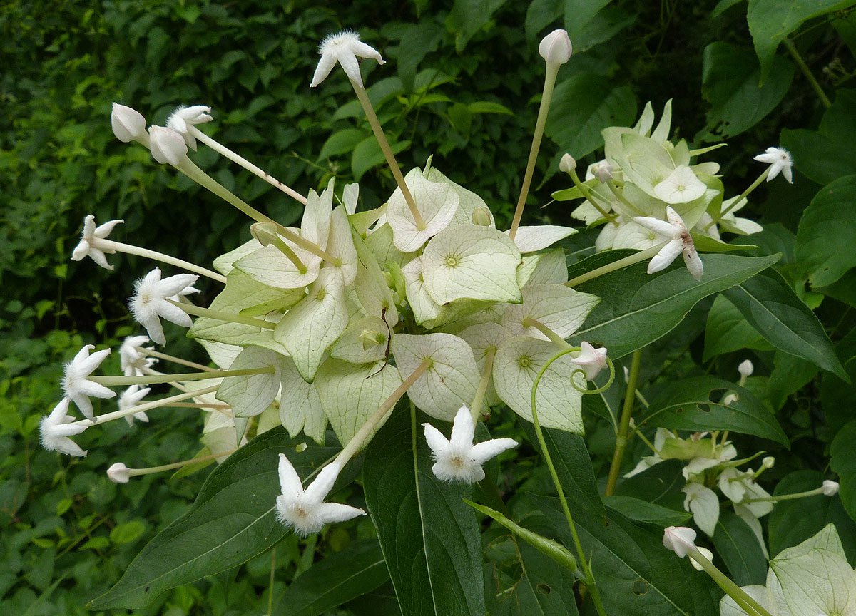 5 Tropical Plant Shrub Seeds Carphalea Pubescens  Cups and Saucers    #IEB42