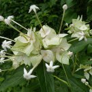 5 Tropical Plant Shrub Seeds Carphalea Pubescens  Cups and Saucers    #IEB42