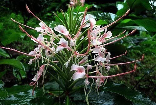5 Tropical Plant Seeds Hedychium Elatum    #IEB42