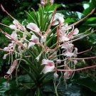 5 Tropical Plant Seeds Hedychium Elatum    #IEB42