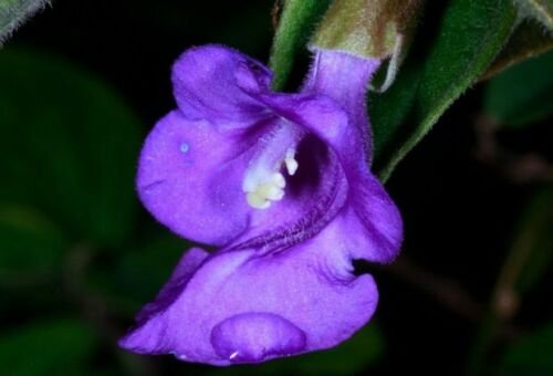 5 Rare Tropical Plant Tree Seeds Tinnea Barbata   Bush Violet   Blue Tinnea      #IEB42