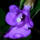 5 Rare Tropical Plant Tree Seeds Tinnea Barbata   Bush Violet   Blue Tinnea      #IEB42