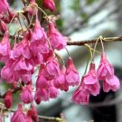 5 Tropical Plant Tree Seeds  Cerasus Campanulata        #IEB42