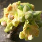 5 tropical seeds Sterculia Rogersii Star Chestnut    #IEB42