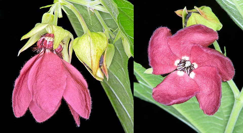 10 tropical seeds Abroma Augusta - Devil's Cotton        #IEB42