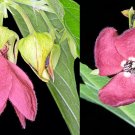 10 tropical seeds Abroma Augusta - Devil's Cotton        #IEB42