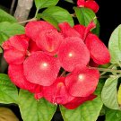 5 Tropical Plant Seeds Holmskioldia Sanguinea   Red Chinese        #IEB42