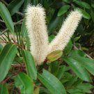 10 tropical seeds Cunonia Capensis  Butterspoon        #IEB42