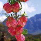 5 tropical seeds Nymania Capensis Chinese Lantern       #IEB42