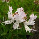 5 Tropical Tree Seeds Berchemia Discolor   Bird Plum  Mountain       #IEB42
