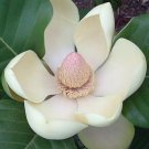 20 Tropical Tree Seeds Magnolia Delavayi  Delavay's Magnolia      #IEB42