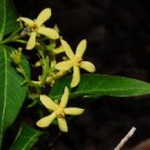5 Tropical Bonsai Tree Seeds Wrightia Natalensis   African Saddlepot    #IEB42