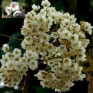 5 Tropical Bonsai Tree Seeds Dombeya Rotundifolia  African Wild Pear        #IEB42