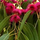10 Tropical Tree Bonsai Seeds Eucalyptus Petiolaris   Blue Gum      #IEB42